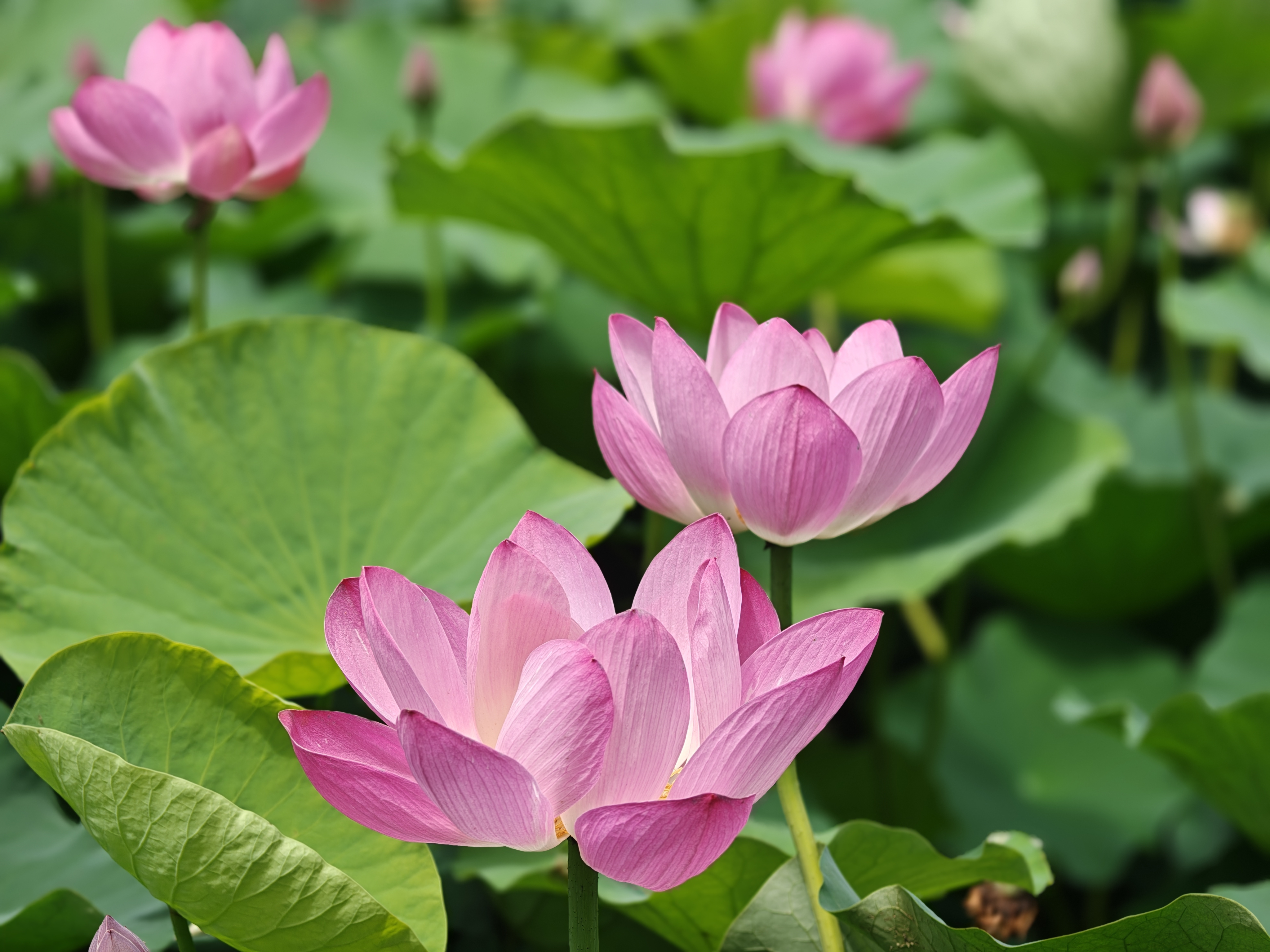 和平公园荷花